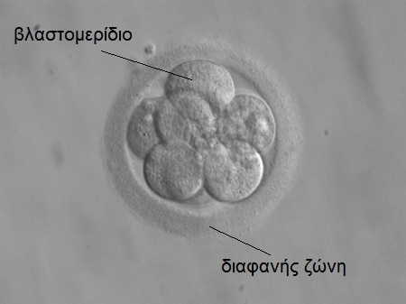 embryo.3.days.8.cells 3