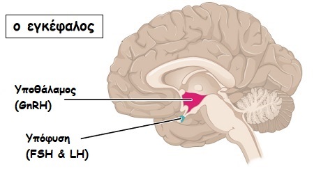 hypothalamus hypophysis