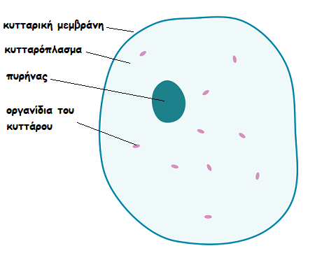 Simple diagram of animal cell blank.svg