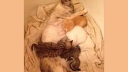 Η απίστευτη ιστορία μαμάς γάτας που υιοθέτησε δύο… (φωτογραφίες)