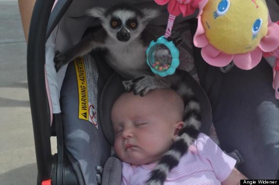 Τι αντίκρισε μια μαμά στο κεφαλάκι του μωρού της στη βόλτα στο ζωολογικό κήπο; (φωτογραφίες)