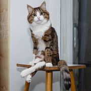 Ο γάτος που έχει ξετρελάνει το διαδίκτυο με τις απίστευτες εκφράσεις του (pics)