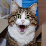 Ο γάτος που έχει ξετρελάνει το διαδίκτυο με τις απίστευτες εκφράσεις του (pics)