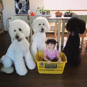 Η μικρή Γιαπωνεζούλα φωτογραφίζεται με τα τεράστια σκυλιά της και το Instagram λιώνει (pics) 