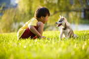 Σκύλος -
Διδάξτε το παιδί σας πώς:
Να επικοινωνεί με το σκυλί.
Να προσεγγίζει ένα σκυλί.
Να συμπεριφέρεται γύρω από ένα σκυλί.
Να αντιδρά μπροστά σε ένα απειλητικό σκυλί.
