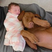 Μωρό και σκύλος - Μία σχέση αγάπης μέσα από υπέροχες φωτογραφίες (pics)