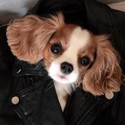 Αυτό το μικροσκοπικό σκυλάκι θα σας κλέψει την καρδιά (pics)