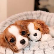 Αυτό το μικροσκοπικό σκυλάκι θα σας κλέψει την καρδιά (pics)