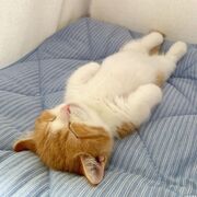 Αυτό το αξιολάτρευτο γατάκι κοιμάται σαν άνθρωπος και έχει γίνει viral