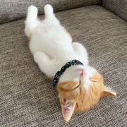 Αυτό το αξιολάτρευτο γατάκι κοιμάται σαν άνθρωπος και έχει γίνει viral
