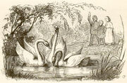 Το Ασχημόπαπο - Εκδόθηκε το 1843 - Εικονογράφηση του Βίλχελμ Πέντερσεν, του πρώτου εικονογράφου των παραμυθιών του Άντερσεν / Πηγή φωτογραφίας: wikipedia.org. 