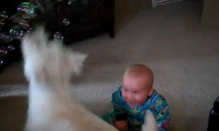 Αστείο βίντεο: Ο σκύλος ‘τρώει’ μπουρμπουλήθρες και το μωρό ξεκαρδίζεται!