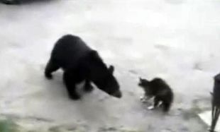 Θαρραλέα γάτα προστάτεψε μαμά και μωρό από αρκούδα! 