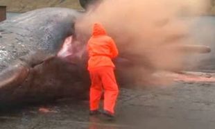 Βίντεο που προκαλεί σάλο: Η απίστευτη έκρηξη μιας φάλαινας!