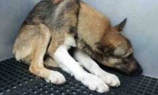 «Η δύναμη της αγάπης που μεταμόρφωσε αυτό το σκυλάκι!», γράφει η Δέσποινα Καμπούρη