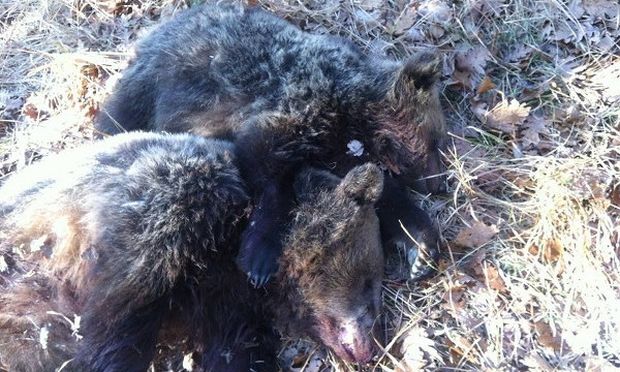 Το αρκουδάκι που ξεψύχησε στην αγκαλιά της νεκρής μητέρας του - Oργή για τους δολοφόνους κυνηγούς