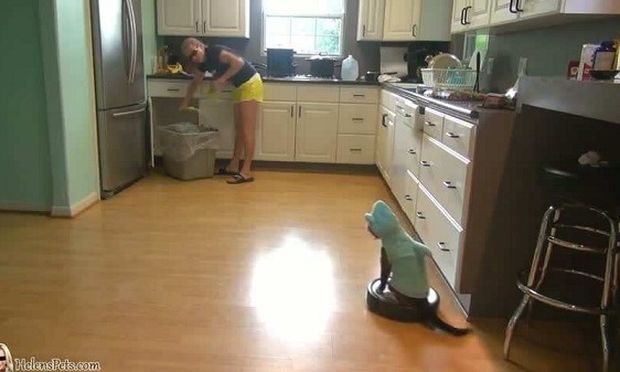 Τις δουλειές του σπιτιού δεν τις κάνει η γυναίκα, αλλά η γάτα της μεταμφιεσμένη σε…Δείτε το απίστευτο βίντεο!