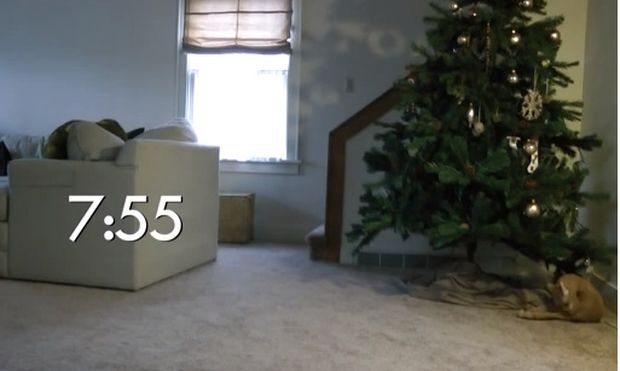 Επ! Ποιος χαλάει το Χριστουγεννιάτικο δέντρο; (βίντεο)