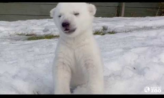 Η πρώτη βόλτα στο χιόνι! Πώς αντέδρασε η μικρή πολική αρκουδίτσα; (βίντεο)