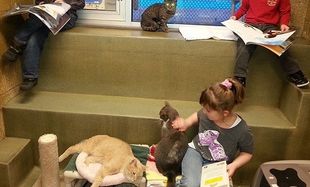 Παιδιά με χαμηλή βαθμολογία στο σχολείο διαβάζουν παραμύθια σε… γάτες! (εικόνες)