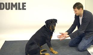 Πώς αντιδρούν οι σκύλοι στα μαγικά κόλπα; Ενα ξεκαρδιστικό βίντεο!