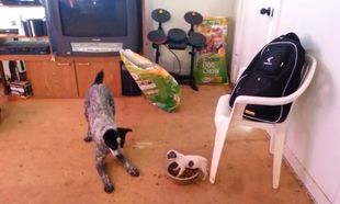 Ποιο από τα δυο σκυλιά κάνει κουμάντο; Πάντως όχι αυτό που νομίζετε! (βίντεο)