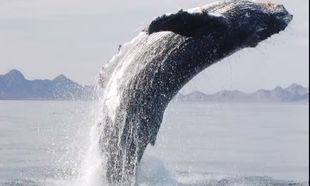 Φάλαινα ευχαριστεί τον άντρα που την έσωσε! (βίντεο)