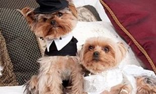 Τέτοιο γάμο σίγουρα δεν έχετε ξαναδεί! Ο γαμπρός και η νύφη ήταν…σκυλάκια! (βίντεο)