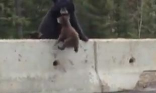 Aπίστευτο! Η μαμά αρκούδα σώζει την τελευταία στιγμή το αρκουδάκι της που είναι έτοιμο να βγει στον δρόμο! (βίντεο)