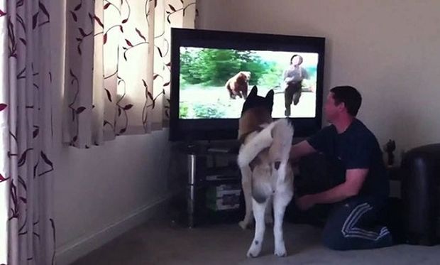 Απίστευτο! Σκύλος προσπαθεί να σώσει αγόρι από μία αρκούδα μέσα από την τηλεόραση (βίντεο)