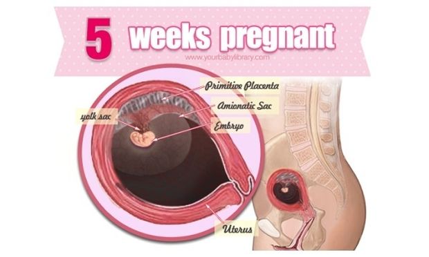 Εγκυμοσύνη ανά εβδομάδα: 5η εβδομάδα της κύησης