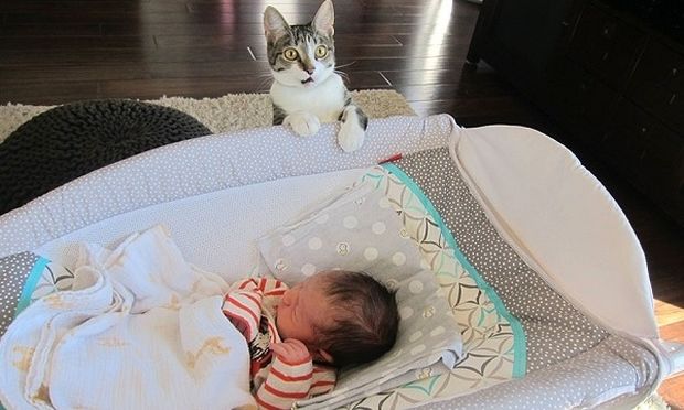 Ζευγάρι ξέχασε να πει στην γάτα του ότι περιμένει μωρό, η αντίδρασή της; (εικόνα)