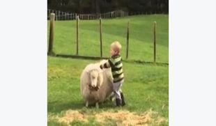 Το πιο δημοφιλές βίντεο: Αγοράκι προσπαθεί να κάνει ιππασία πάνω σε…πρόβατο! (βίντεο)