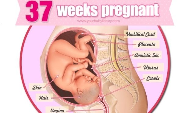 Εγκυμοσύνη ανά εβδομάδα: 37η εβδομάδα της κύησης