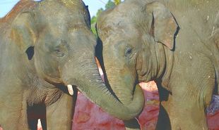 «Ασιατικοί Ελέφαντες: οι νέοι κάτοικοι του Αττικού Ζωολογικού Πάρκου»