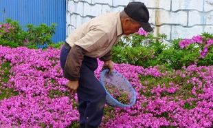 Συγκινητικό: Δείτε για ποιο λόγο ένας άντρας φύτευε λουλούδια επί δύο χρόνια στον κήπο του (βίντεο)
