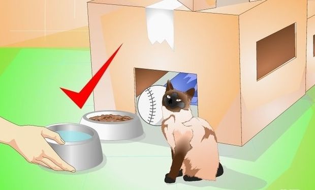 Επειδή ΝΟΙΑΖΕΣΑΙ για τη γάτα σου, φτιάξε της ένα σπίτι μοναδικό!