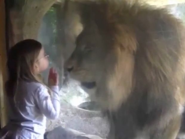 Δε φαντάζεστε την αντίδραση του λιονταριού όταν το κοριτσάκι του έστειλε ένα φιλί! (video)
