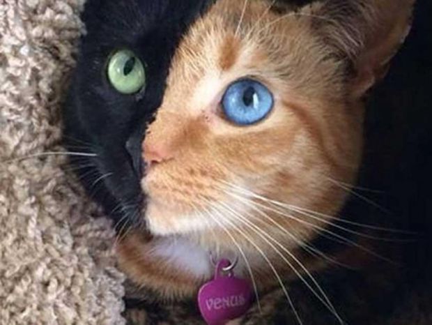 Αυτή η πανέμορφη γάτα είναι η πιο «διπρόσωπη» στον κόσμο! (photos)