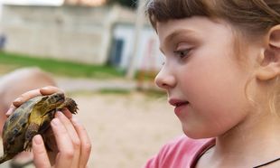 Χελωνάκια και σαλμονέλα: Πώς μπορούν να βλάψουν την υγεία των παιδιών