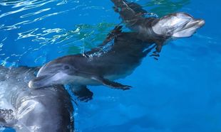 Τέσσερα νέα Δελφίνια από την Φινλανδία χαίρονται τον Αττικό ουρανό για πρώτη φορά, στο Αττικό Ζωολογικό Πάρκο
