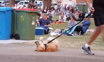 Σκύλος αρνείται να φύγει από το πάρκο και το παίζει «πεθαμένος»