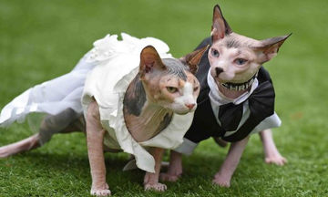 Δύο γάτες «παντρεύτηκαν» και ο λόγος του… γάμου, θα σας ραγίσει την καρδιά