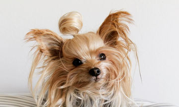 Aυτο το σκυλάκι θα μπορούσε να είναι η καλύτερη fashion blogger (pics)