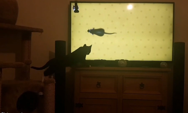 Γατούλα «επιτίθεται» στην τηλεόραση για να πιάσει ποντίκια καρτούν! (vid)