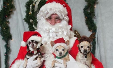 Σκυλάκια ντύθηκαν βοηθοί του Άγιου Βασίλη: Δείτε πόσο χαριτωμένα είναι στις φωτογραφίες (pics)