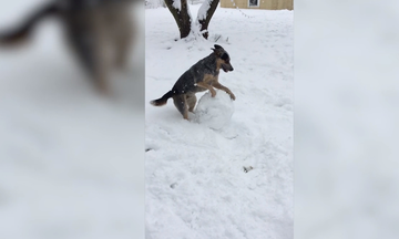 Αυτός ο σκύλος έφτιαξε την πιο εντυπωσιακή χιονόμπαλα που έχετε δει ποτέ! (vid)