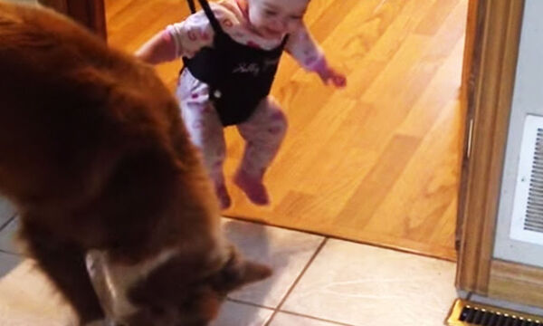 Δείτε τι προσπαθεί αυτός ο σκύλος να μάθει στο μωρό (vid) 