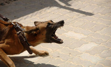 Πέλλα: Νέα επίθεση σκύλου σε παιδί - Του όρμησε και το τραυμάτισε στο πρόσωπο