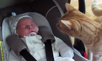 Όταν οι γάτες συναντούν για πρώτη φορά νεογέννητα - Ξεκαρδιστικό βίντεο (vid)